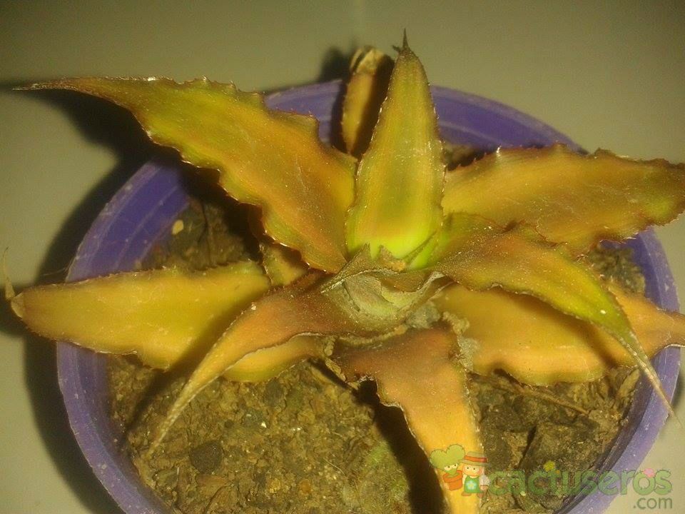 Una foto de Cryptanthus bivittatus