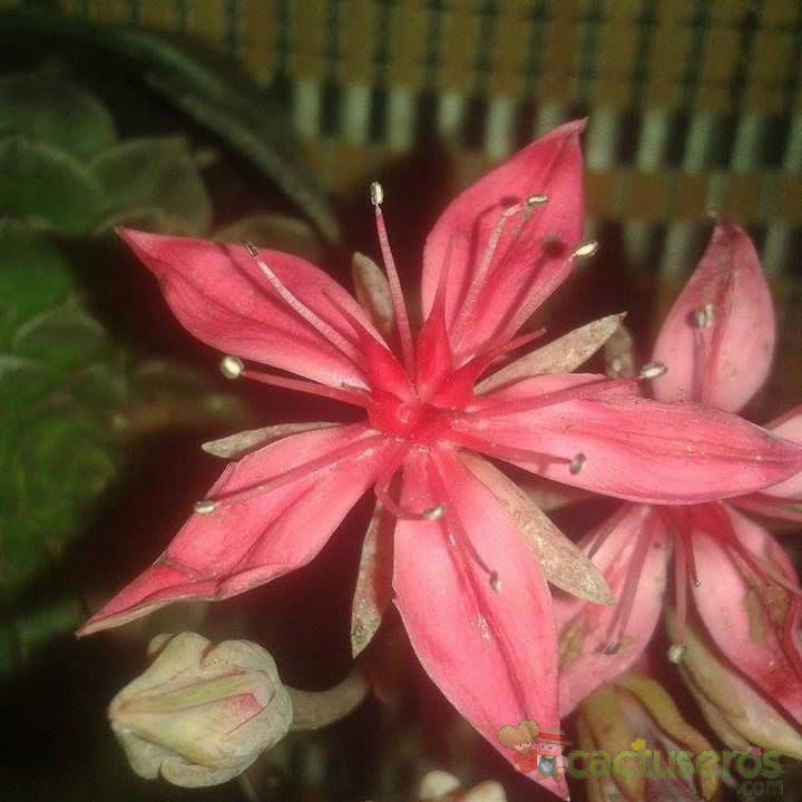 A photo of Graptopetalum bellum