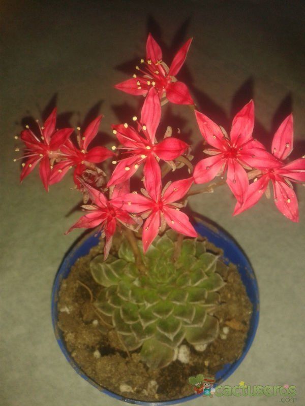 A photo of Graptopetalum bellum