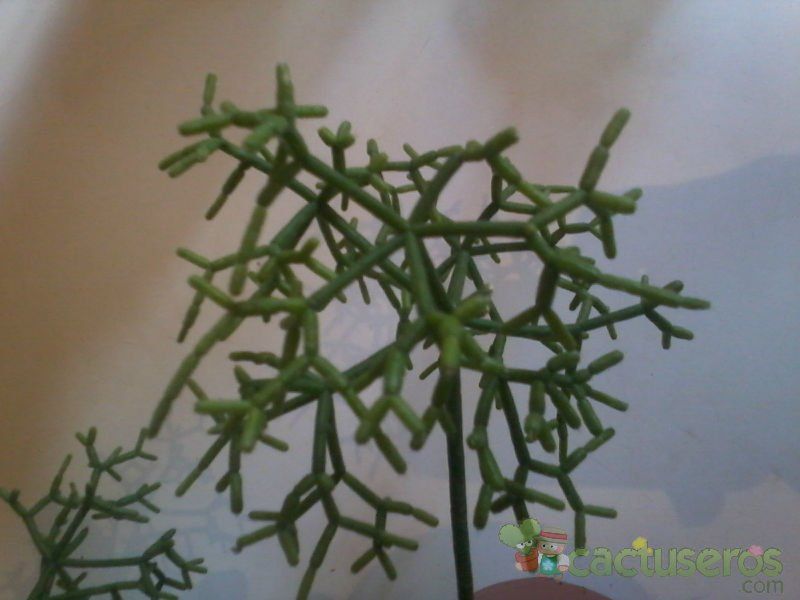 Una foto de Rhipsalis cereuscula