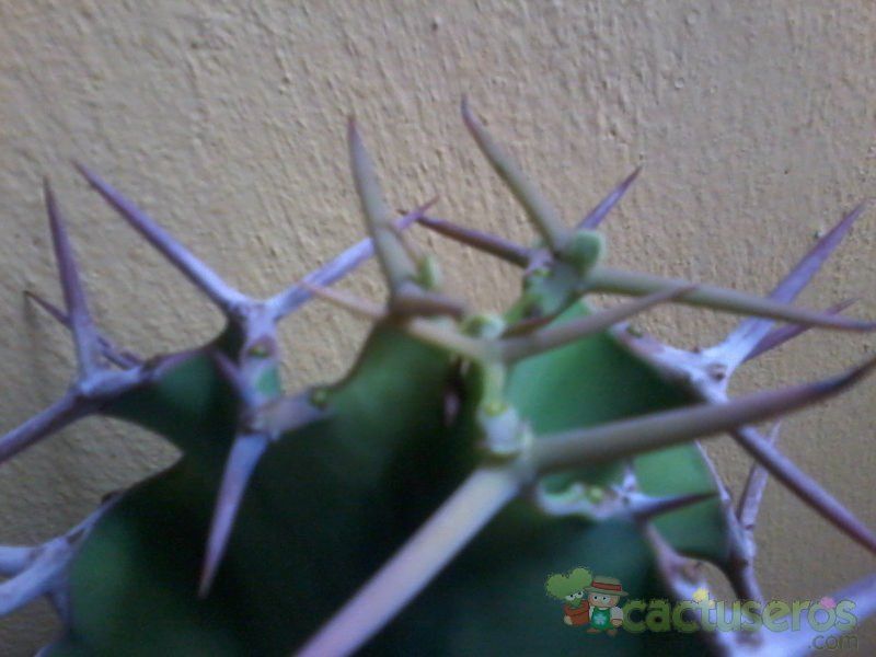 A photo of Euphorbia grandicornis
