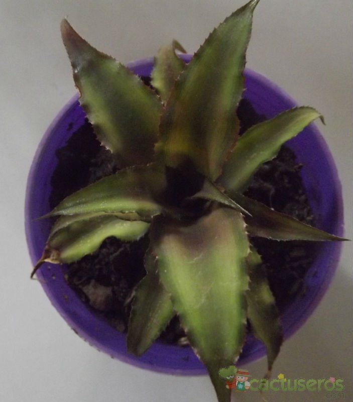 Una foto de Cryptanthus bivittatus