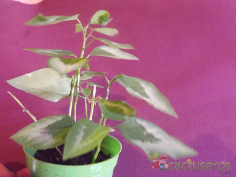 Una foto de Euphorbia graminea  