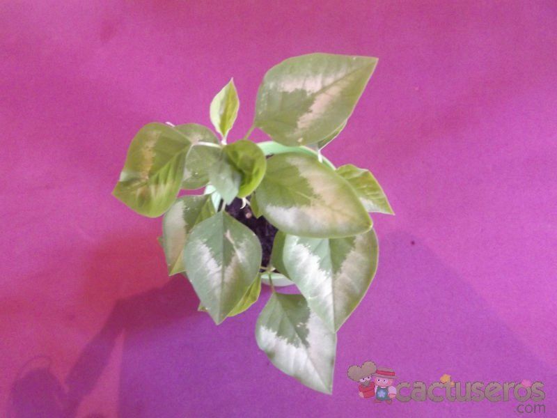 Una foto de Euphorbia graminea  