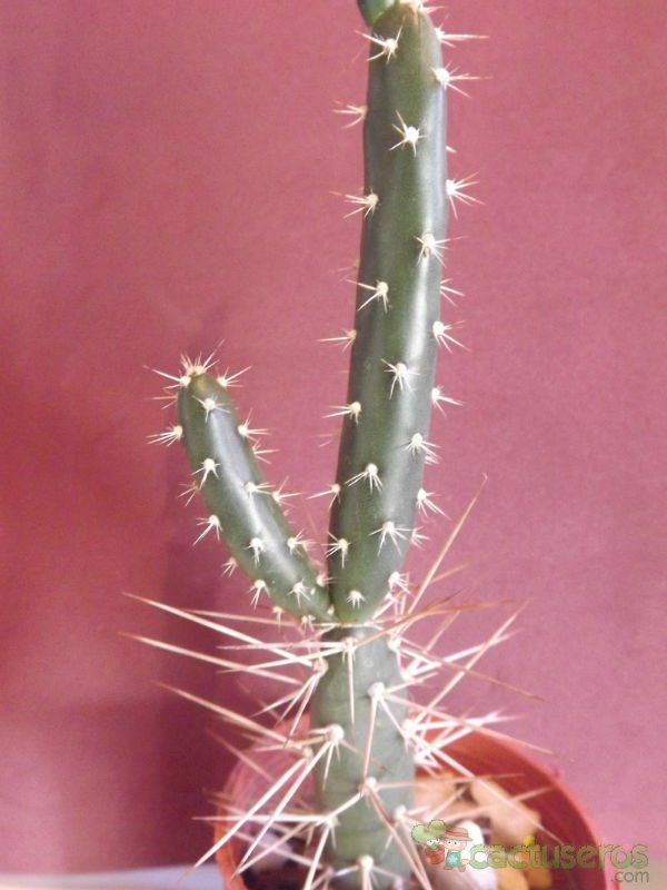 Una foto de Opuntia aurantiaca