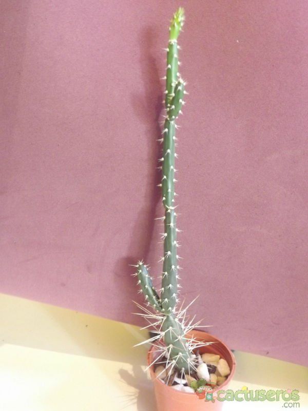 Una foto de Opuntia aurantiaca