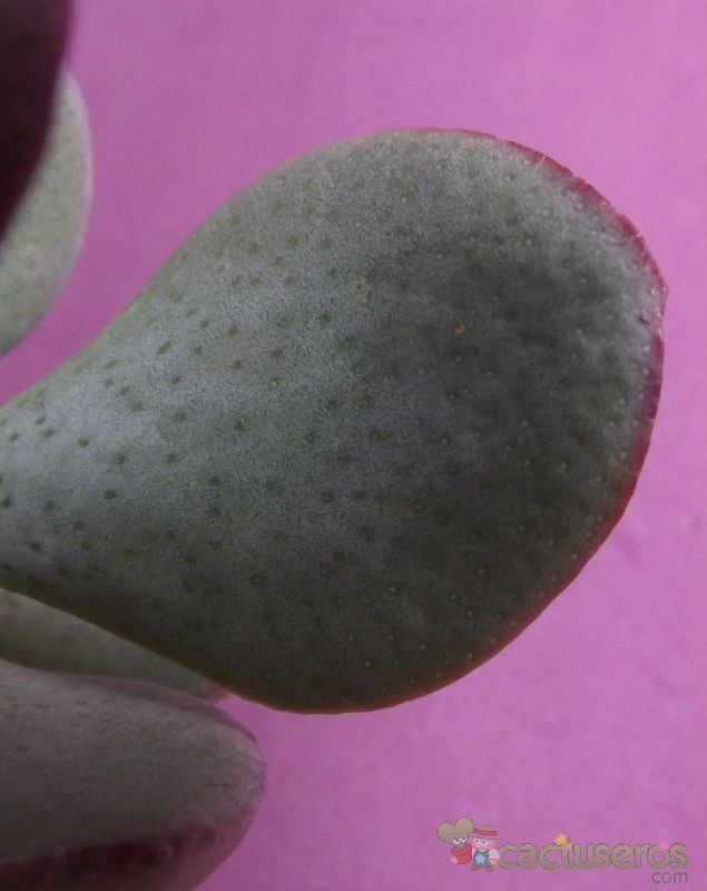 A photo of Crassula arborescens