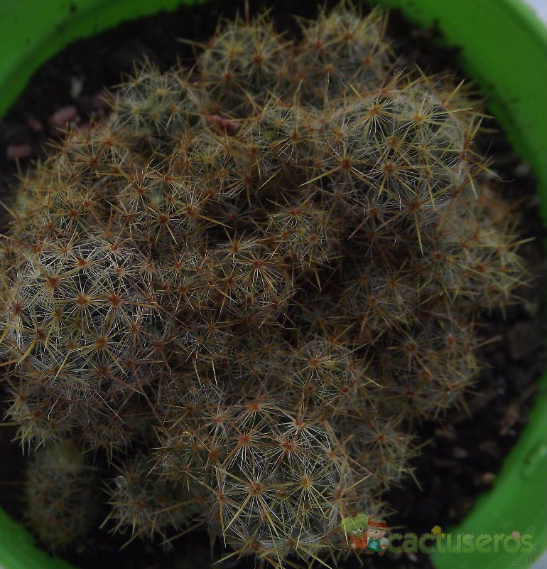 Una foto de Mammillaria prolifera ssp. multiceps