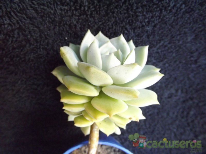 A photo of Graptoveria cv. Titubans (Graptopetalum paraguayense x Echeveria derenbergii)