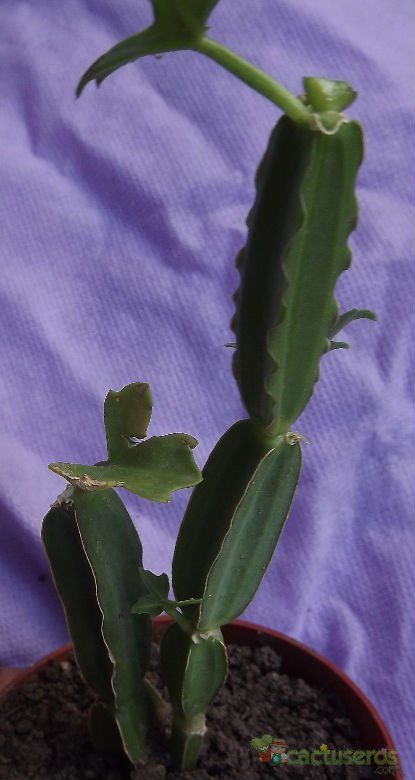 Una foto de Cissus cactiformis