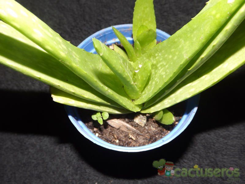 A photo of Aloe vera