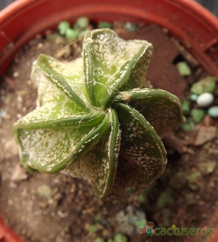 A photo of Astrophytum capricorne